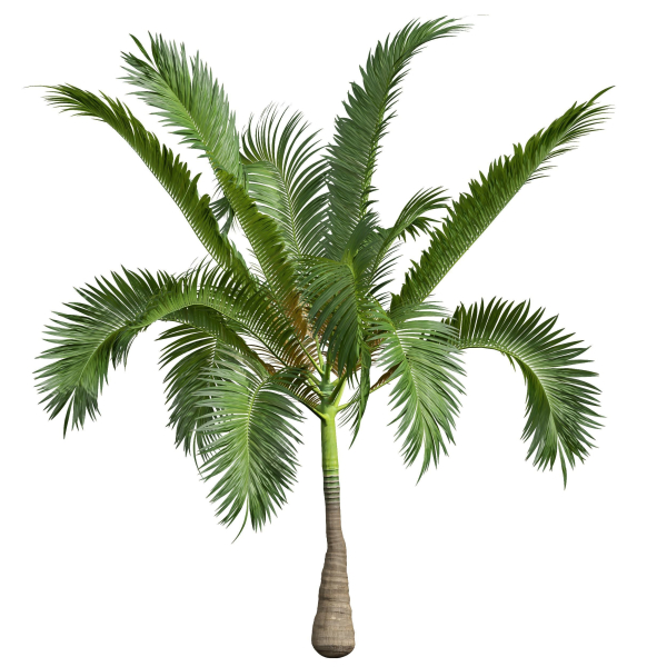 Areca Catechu Borassus Flabellifer Decorative Garden001