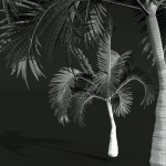 Areca Catechu Borassus Flabellifer Decorative Garden001