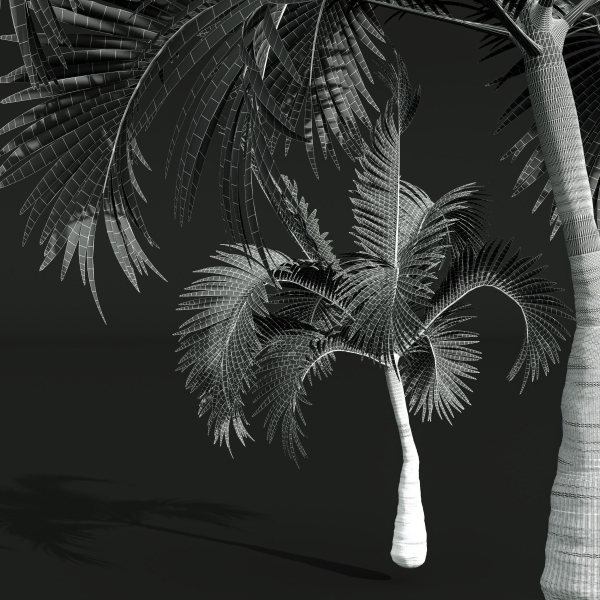 Areca Catechu Borassus Flabellifer Decorative Garden001