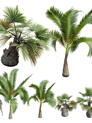 Areca Catechu Borassus Flabellifer Decorative Garden001
