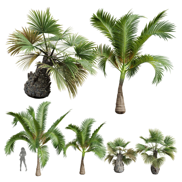 Areca Catechu Borassus Flabellifer Decorative Garden001