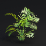 Areca palm collection vol 256-3dsmax-Blender