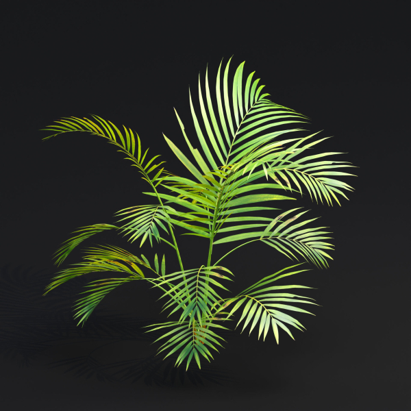 Areca palm collection vol 256-3dsmax-Blender
