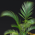 Areca palm collection vol 256-3dsmax-Blender