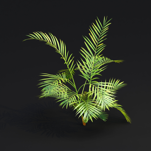 Areca palm collection vol 256-3dsmax-Blender