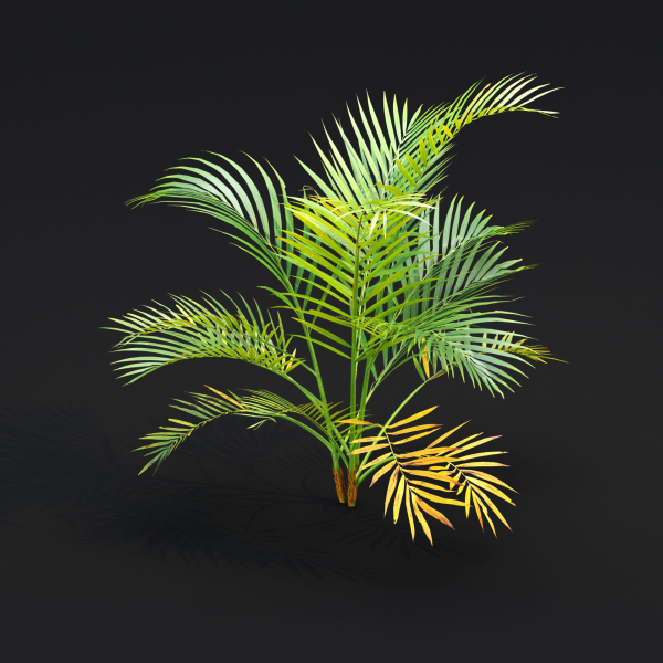 Areca palm collection vol 256-3dsmax-Blender