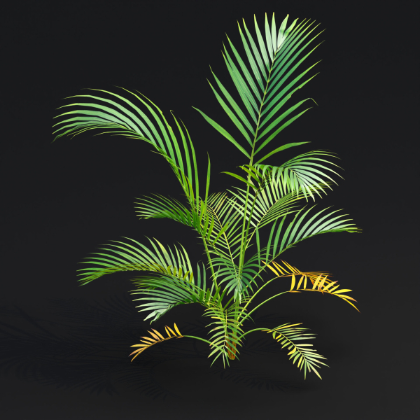 Areca palm collection vol 256-3dsmax-Blender