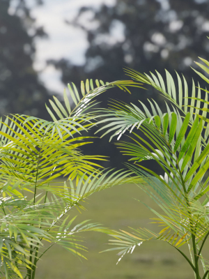 areca-palm-collection-vol-256-3dsmax-blender-3d-model-80d8792fd3