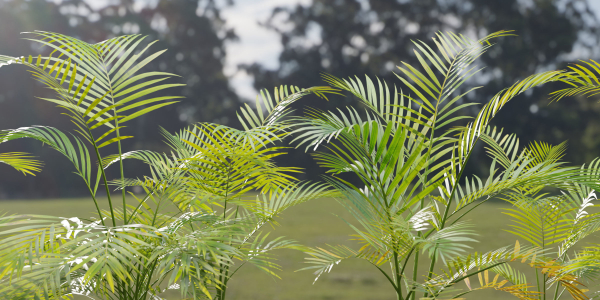 Areca palm collection vol 256-3dsmax-Blender