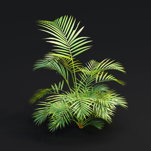 Areca palm collection vol 256-3dsmax-Blender