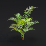 Areca palm collection vol 256-3dsmax-Blender