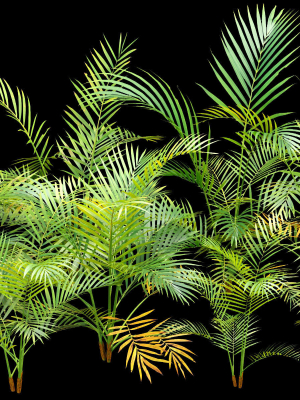 Areca palm collection vol 256-3dsmax-Blender
