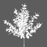 Argan plant