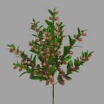 Argan plant