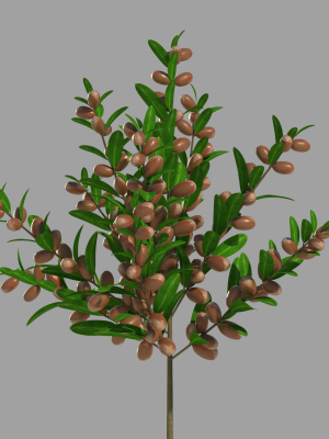Argan plant