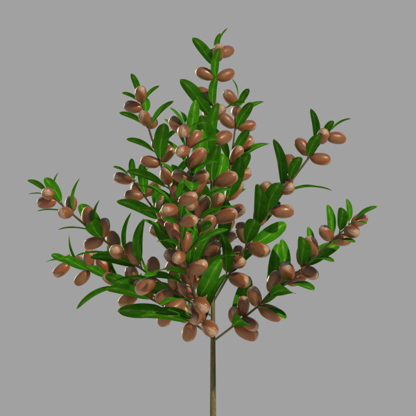 Argan plant