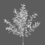 Argan plant