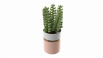 Artificial Sedum Lucidum Plant in Ceramic Pot