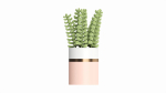 Artificial Sedum Lucidum Plant in Ceramic Pot