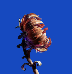 Artistic flower