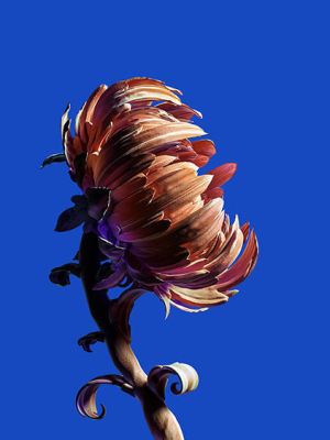 Artistic flower