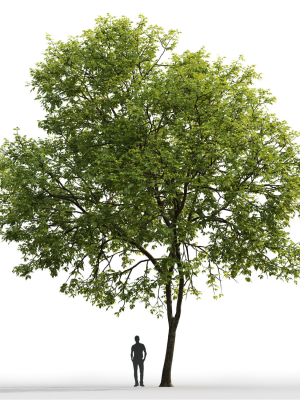 ash-tree-01-3d-model-max-fbx-mat