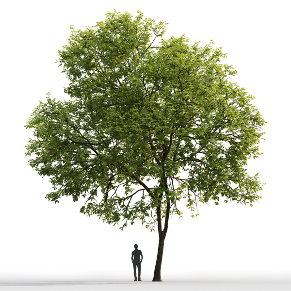 Ash-tree 01