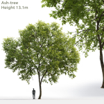 Ash-tree 01