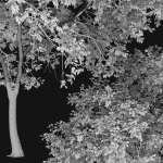 Ash-tree 01