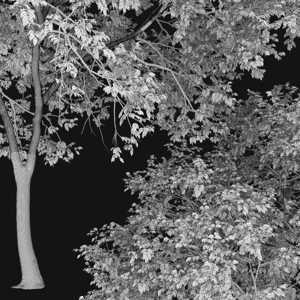 Ash-tree 01