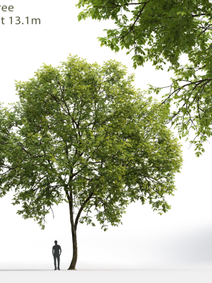 Ash-tree 01
