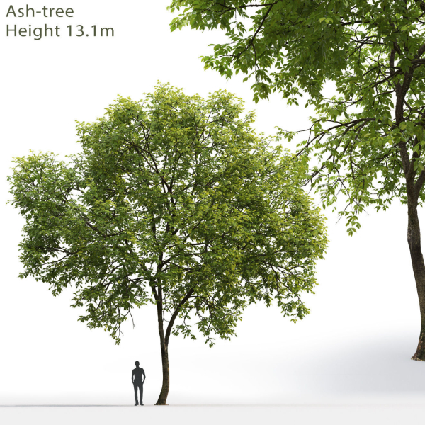 Ash-tree 01
