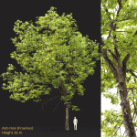 Ash-tree 0501 H16m