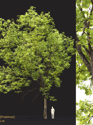 Ash-tree 0501 H16m