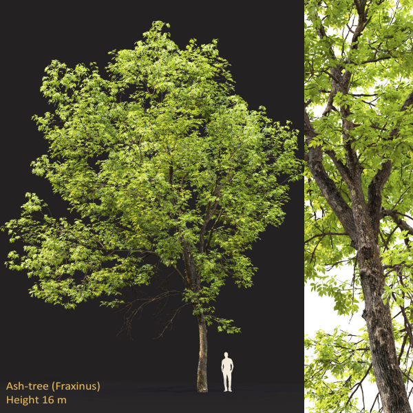Ash-tree 0501 H16m