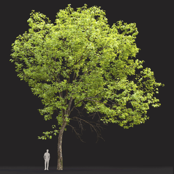 Ash-tree 0501 H16m