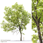 Ash-tree 0501 H16m