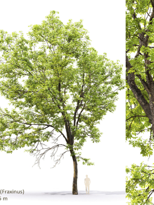ash-tree-0501-h16m-3d-model-87a4fd4c65