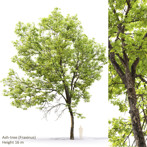 Ash-tree 0501 H16m