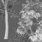 Ash-tree 0501 H16m