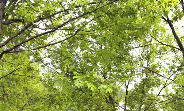 Ash-tree 0501 H16m