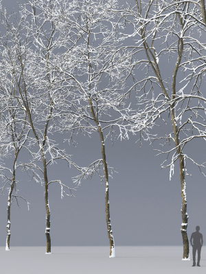 ash-tree-06-winter-h19-22m-3d-model-max-fbx-mat