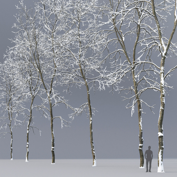 Ash-tree 06 winter H19  22m