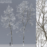 Ash-tree 06 winter H19  22m