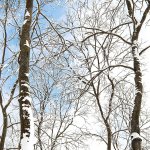 Ash-tree 06 winter H19  22m