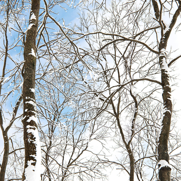 Ash-tree 06 winter H19  22m