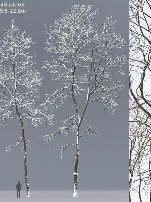 Ash-tree 06 winter H19  22m