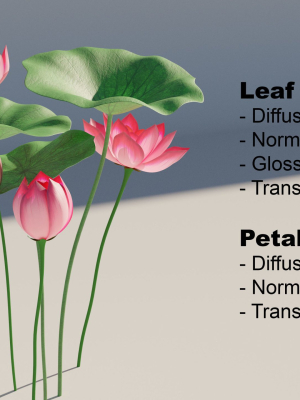Asia Lotus 3D model