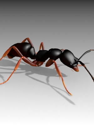 Asian needle ant