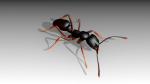Asian needle ant
